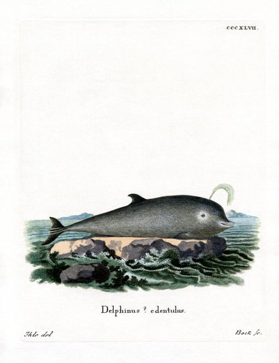 Baleine à bec commune - German School