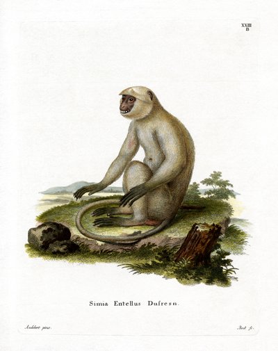 Langur gris des plaines du Nord - German School