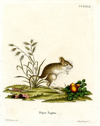 Jerboa à trois doigts du Nord - German School
