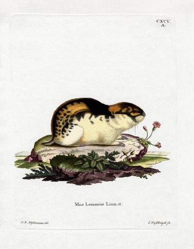 Lemming de Norvège - German School