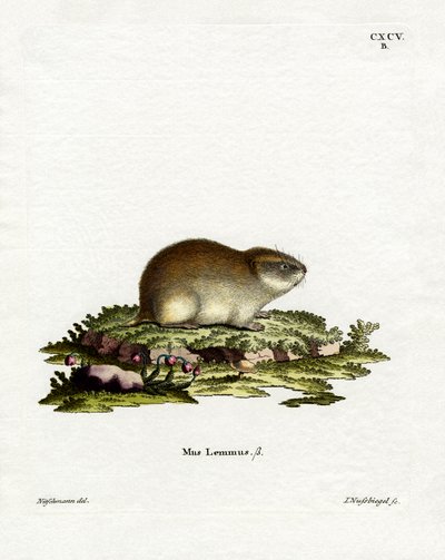 Lemming de Norvège - German School