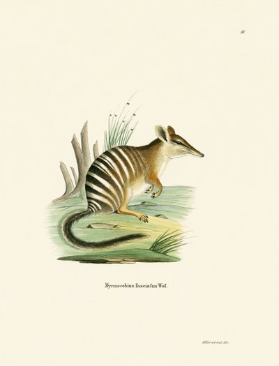 Numbat - German School