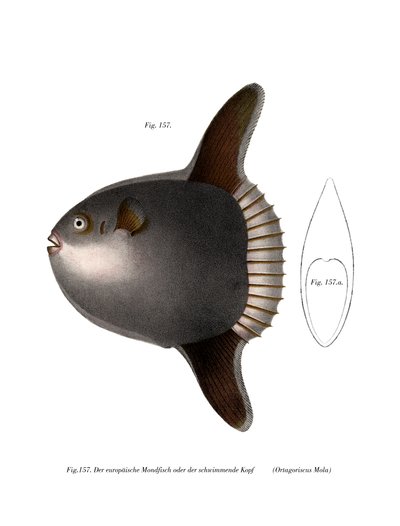 Poisson-lune - German School