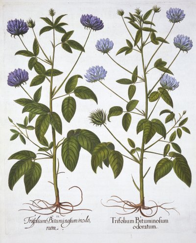 One-Flowered Clovers, de Hortus Eystettensis, par Basil Besler, pub. 1613 - German School