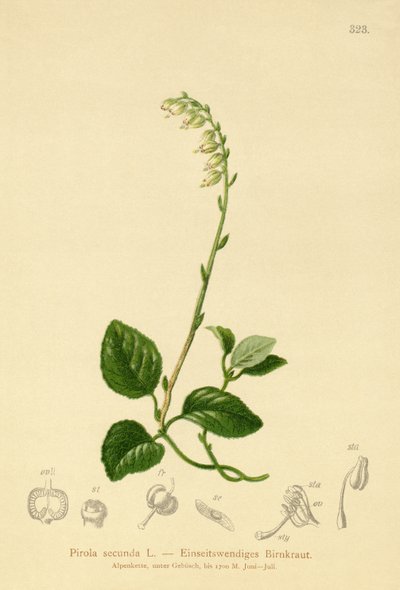 Pyrole à une face (Pirola secunda, Pyrola secunda, Orthilia secunda, Ramischia elatior, Ramischia secunda) - German School