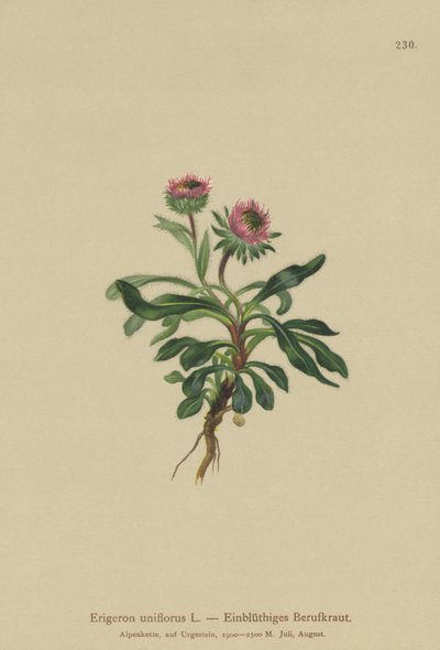 Vergerette à une fleur (Erigeron uniflorus) - German School