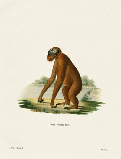 Orang-Outan - German School