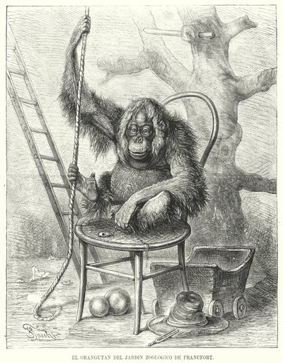 Orang-outan au zoo de Francfort, Allemagne - German School
