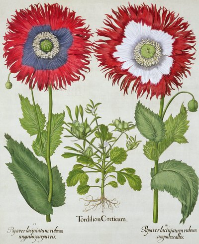 Pavots ornementaux, du Hortus Eystettensis par Basil Besler (1561-1629), pub. 1613 - German School