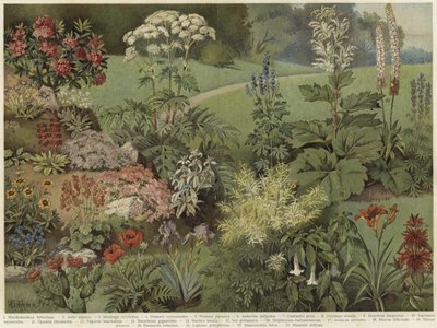 Plantes ornementales - German School
