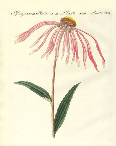 Plantes ornementales - German School