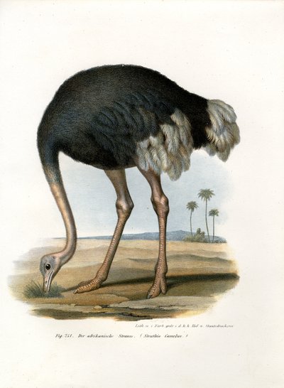 Autruche, 1864 - German School