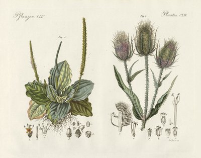 Plantes remarquables - German School