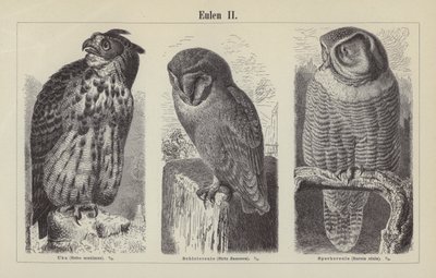 Chouettes - German School