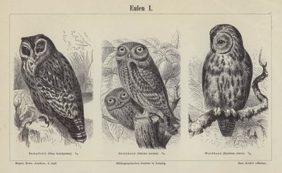 Chouettes (gravure) - German School