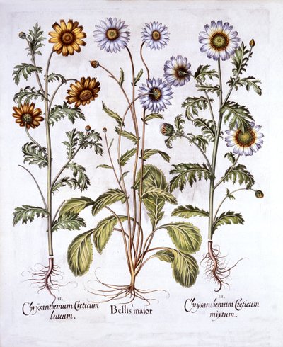 Oxe Eye Daisy et Crown Daisy, de Hortus Eystettensis, par Basil Besler, pub. 1613 - German School