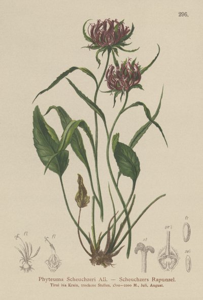 Raiponce de Scheuchzer - German School