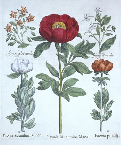 Pivoines et bourrache, de Hortus Eystettensis, par Basil Besler (1561-1629), pub. 1613 - German School