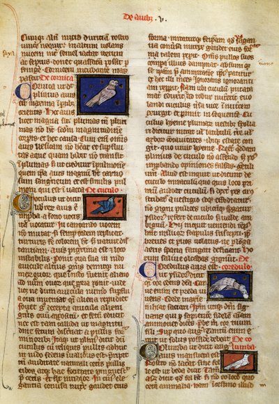 Page de De Natura Rerum sur les oiseaux, par Albertus Magnus - German School