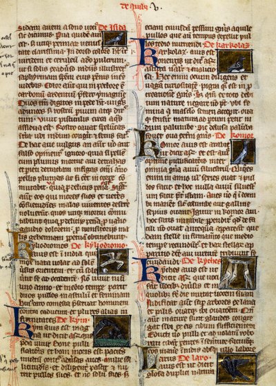 Page de De Natura Rerum sur les oiseaux, par Albertus Magnus - German School