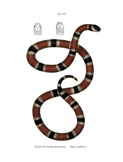 Serpent corail peint - German School