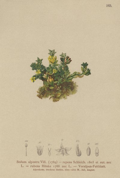 Orpin pâle (Sedum alpestre, Sedum repens, Sedum rubens) - German School