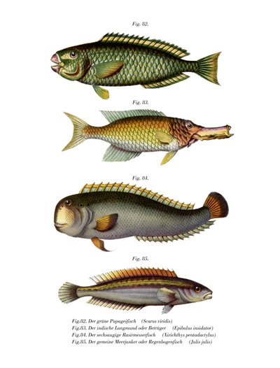 Poisson-perroquet à joues pâles - German School