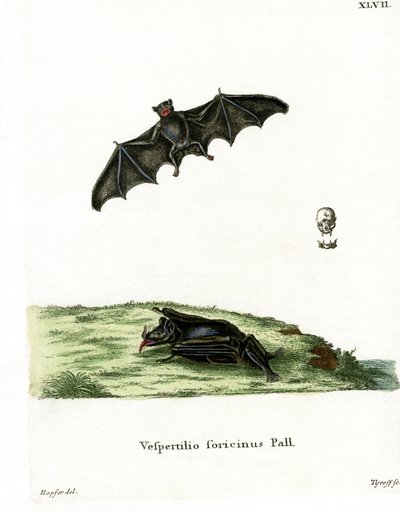 Chauve-souris à longue langue de Pallas - German School
