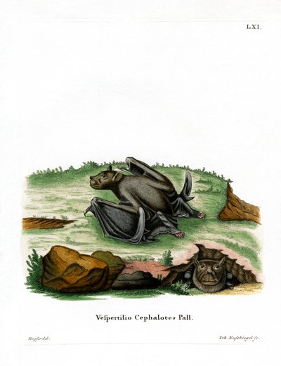 Chauve-souris à nez tubulaire de Pallas - German School