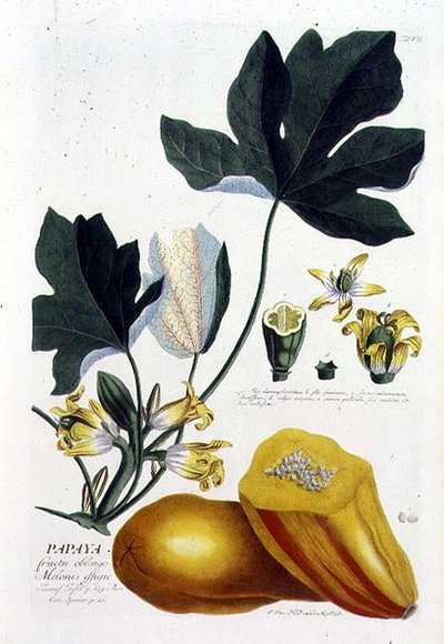 Papaye, gravée par Johann Jakob Haid, planche 7 d