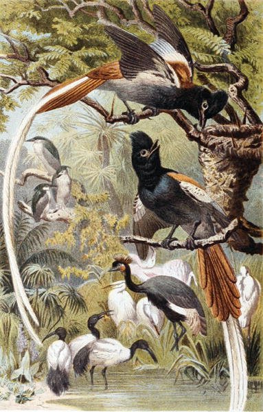 Gobe-mouches du paradis, planche de "Brehms Tierleben: Allgemeine Kunde des Tierreichs", vol 4, p. 516, publié par Bibliographisches Institut - German School