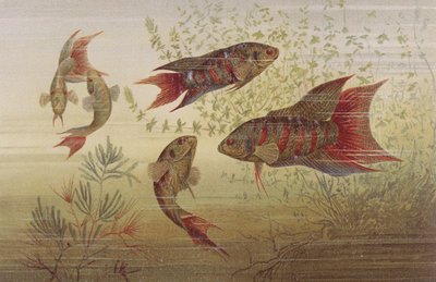 Poisson paradis, planche de Brehms Tierleben: Allgemeine Kunde des Tierreichs, vol.8, p.184, publié par Bibliographisches Institut, 1892 - German School