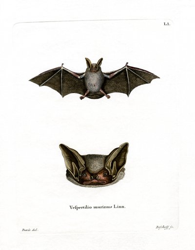 Chauve-souris bicolore - German School