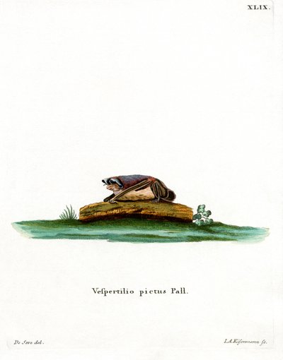 Chauve-souris particolore - German School
