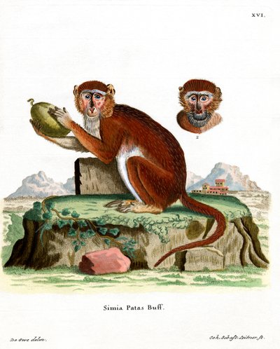 Singe patas - German School