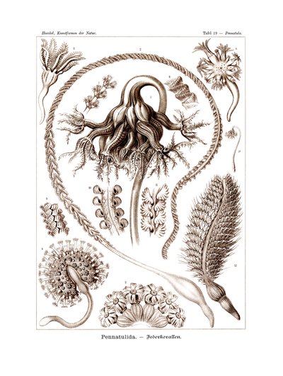 Pennatulida, 1899-1904 - German School