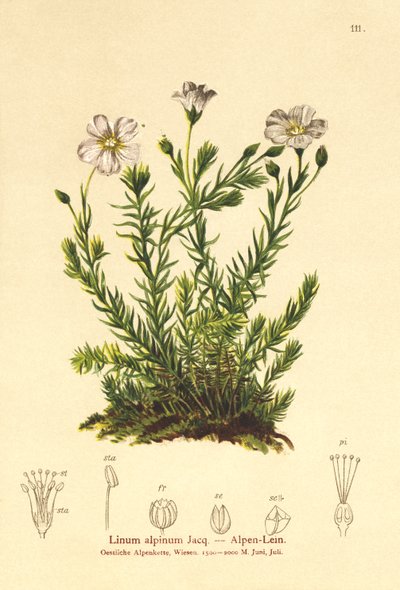 Lin vivace (Linum perenne) - German School