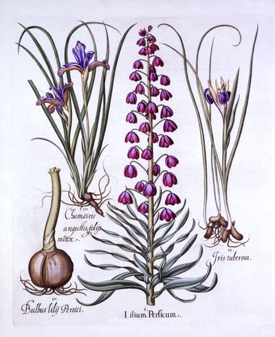 Lys persan et iris, de Hortus Eystettensis, par Basil Besler, pub. 1613 - German School