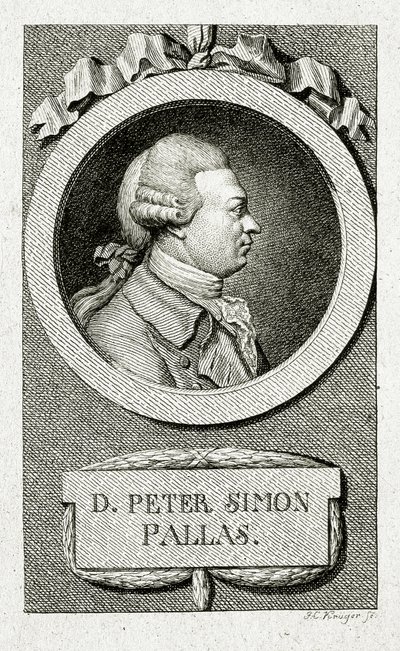 Peter Simon Pallas (1741 – 1811) - German School
