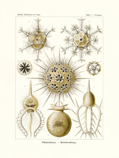 Phaeodaria, 1899-1904 - German School