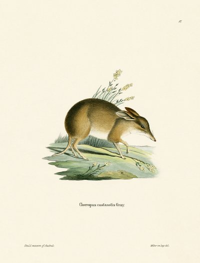 Bandicoot à Pieds de Cochon - German School