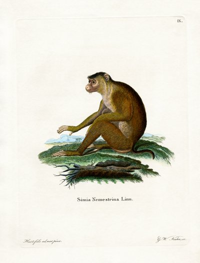 Macaque à queue de cochon - German School