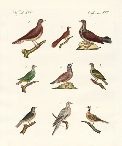 Pigeons de pays étrangers - German School