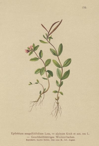 Épilobe à feuilles de mouron (Epilobium anagallidifolium, Epilobium alpinum) - German School
