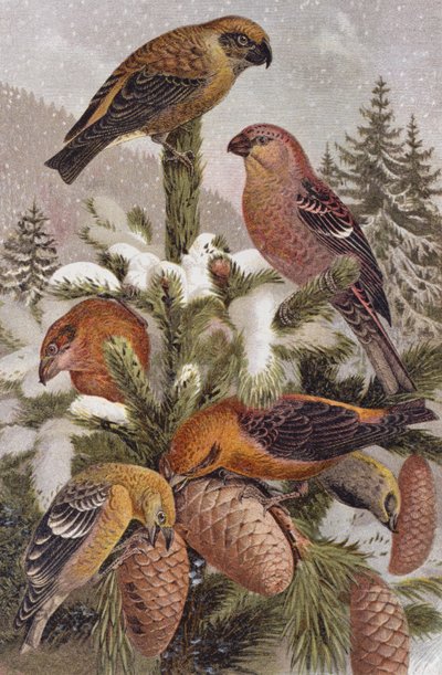 Durbec des sapins et Bec-croisé, planche de Brehms Tierleben: Allgemeine Kunde des Tierreichs, vol.4, p.314, publié par Bibliographisches Institut, 1891 - German School