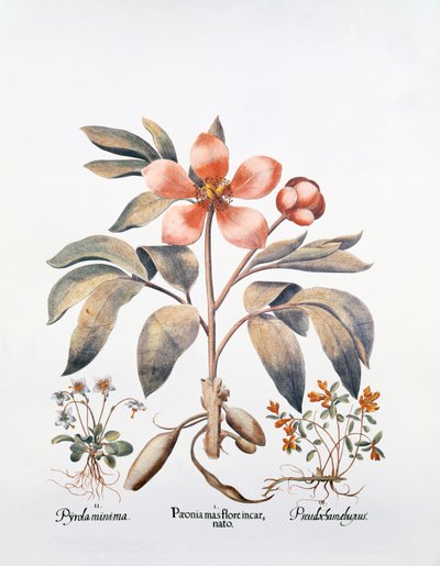 Pivoine rose - German School