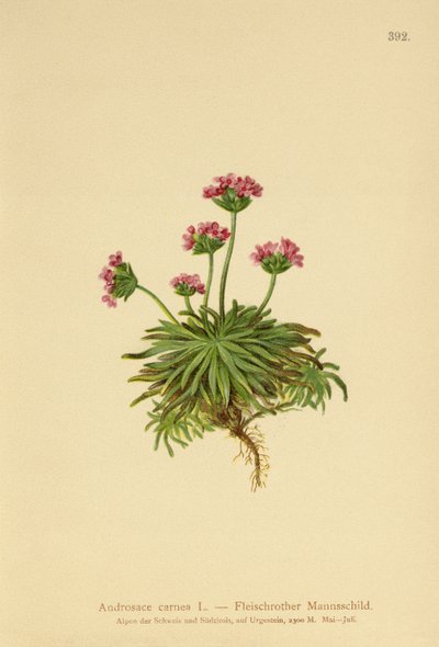 Androsace rose - German School