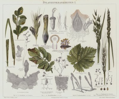 Maladies des plantes - German School