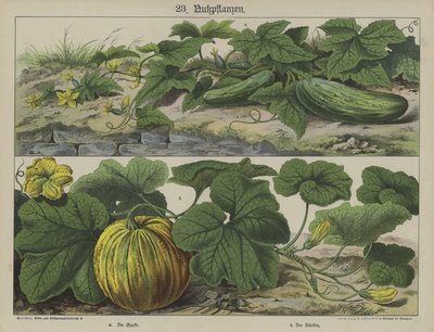 Plantes - German School