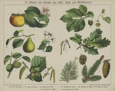 Plantes - German School